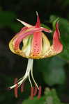 Carolina lily